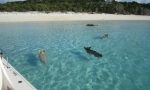 Plutajuće svinje na otoku big major kay na bahamima (4 fotografije + 2 video)